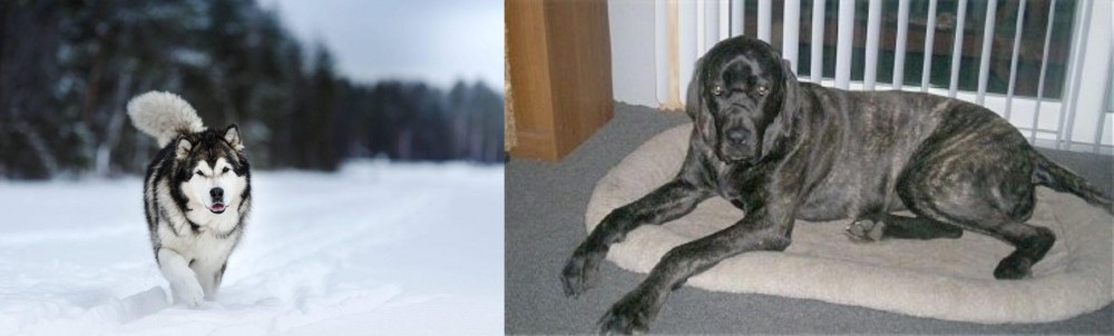 Giant Maso Mastiff vs Siberian Husky - Breed Comparison