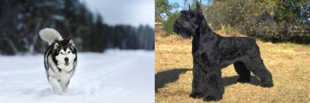 Giant Schnauzer vs Siberian Husky - Breed Comparison