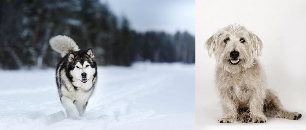 Glen of Imaal Terrier vs Siberian Husky - Breed Comparison