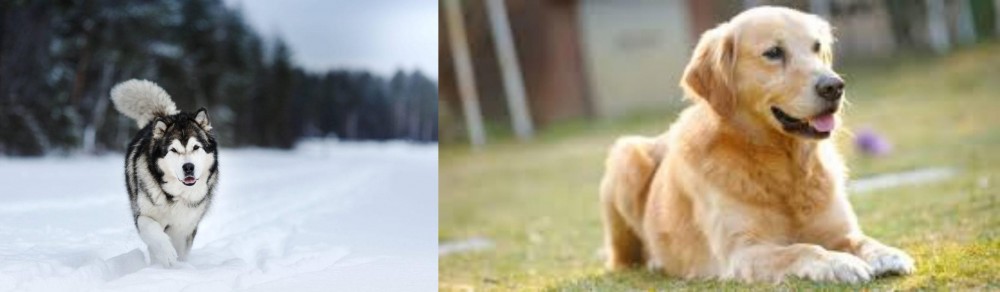 Goldador vs Siberian Husky - Breed Comparison