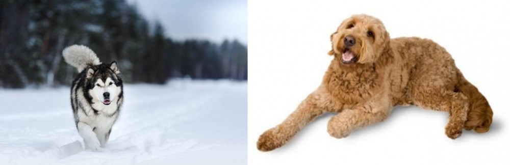 Golden Doodle vs Siberian Husky - Breed Comparison