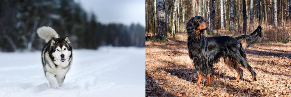 Gordon Setter vs Siberian Husky - Breed Comparison