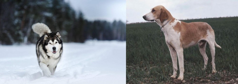 Grand Anglo-Francais Blanc et Orange vs Siberian Husky - Breed Comparison
