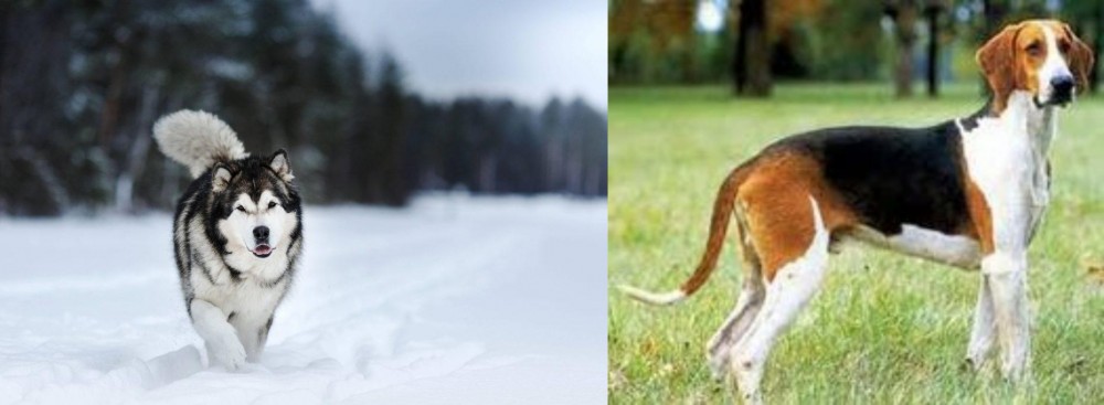 Grand Anglo-Francais Tricolore vs Siberian Husky - Breed Comparison