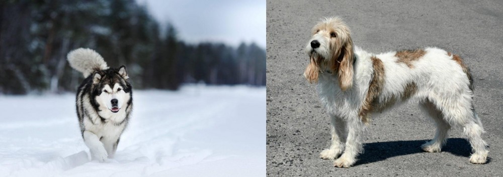 Grand Basset Griffon Vendeen vs Siberian Husky - Breed Comparison