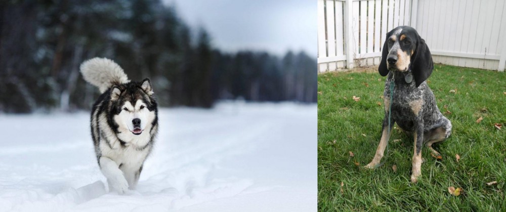 Grand Bleu de Gascogne vs Siberian Husky - Breed Comparison