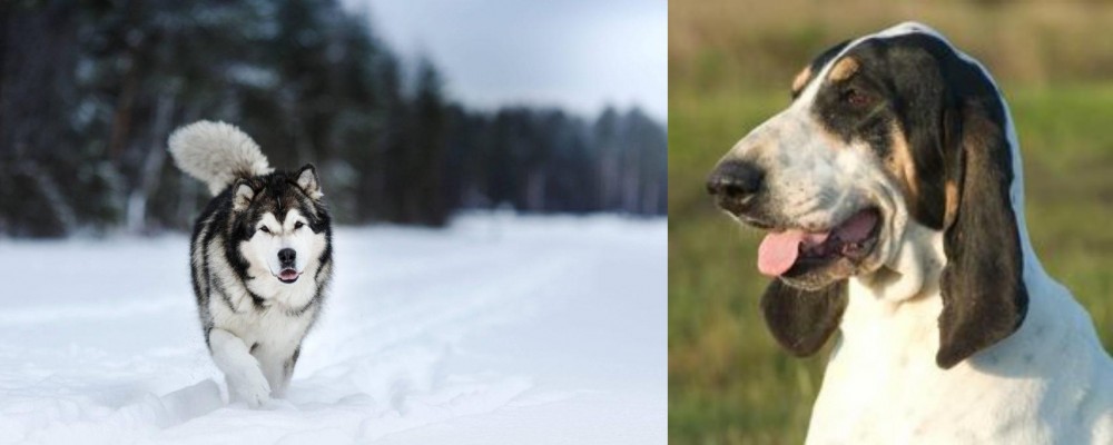 Grand Gascon Saintongeois vs Siberian Husky - Breed Comparison