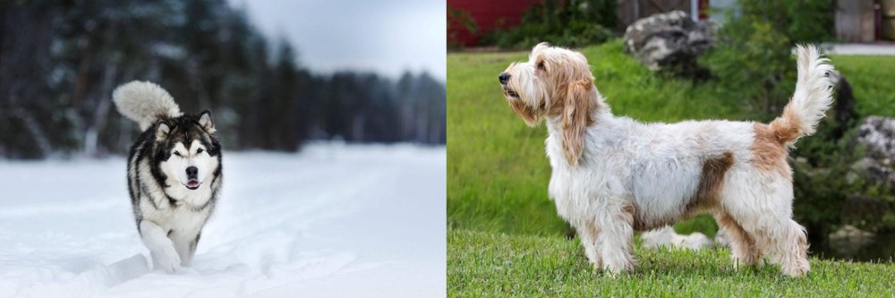 Grand Griffon Vendeen vs Siberian Husky - Breed Comparison