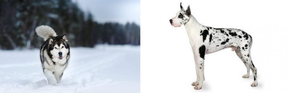 Great Dane vs Siberian Husky - Breed Comparison