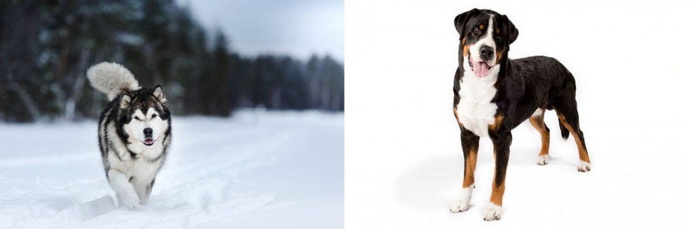 Greater Swiss Mountain Dog vs Siberian Husky - Breed Comparison