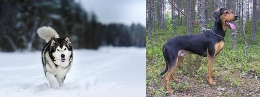 Greek Harehound vs Siberian Husky - Breed Comparison