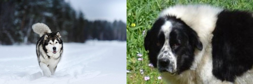 Greek Sheepdog vs Siberian Husky - Breed Comparison