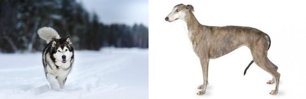 Greyhound vs Siberian Husky - Breed Comparison