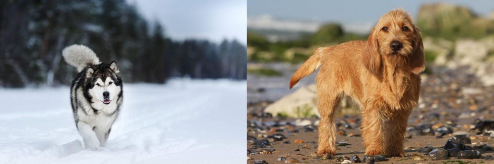 Griffon Fauve de Bretagne vs Siberian Husky - Breed Comparison