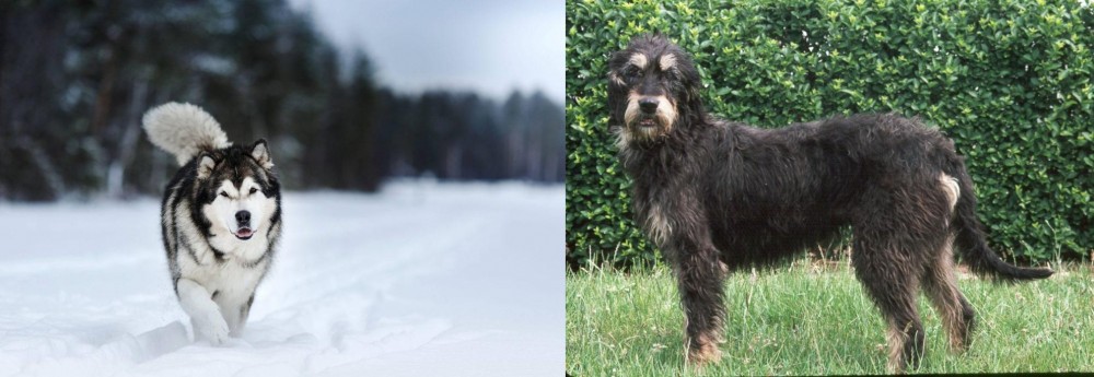 Griffon Nivernais vs Siberian Husky - Breed Comparison