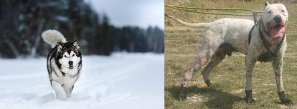 Gull Dong vs Siberian Husky - Breed Comparison