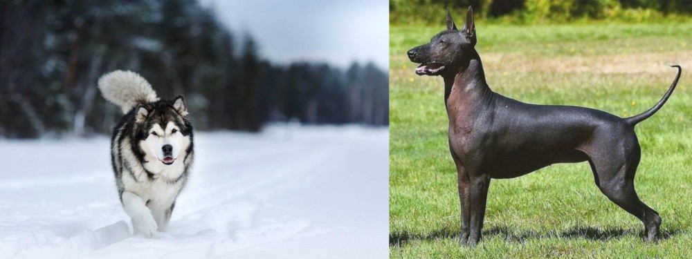 Hairless Khala vs Siberian Husky - Breed Comparison