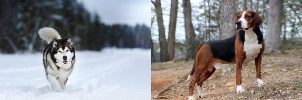 Hamiltonstovare vs Siberian Husky - Breed Comparison