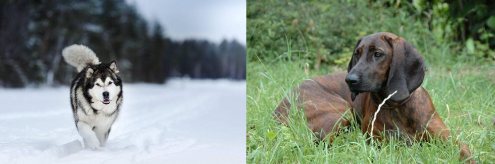 Hanover Hound vs Siberian Husky - Breed Comparison