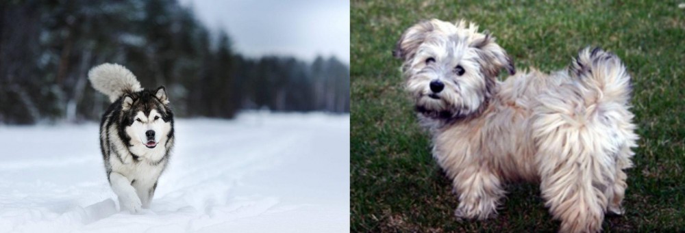 Havapoo vs Siberian Husky - Breed Comparison
