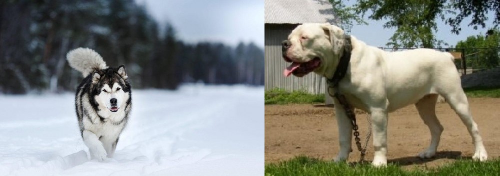 Hermes Bulldogge vs Siberian Husky - Breed Comparison