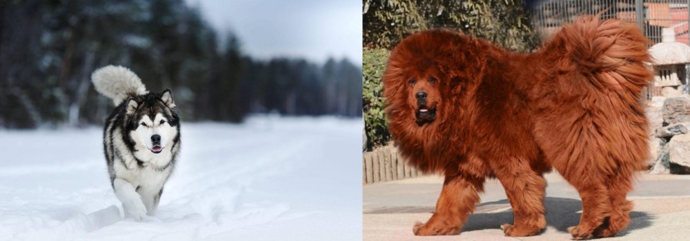 Himalayan Mastiff vs Siberian Husky - Breed Comparison