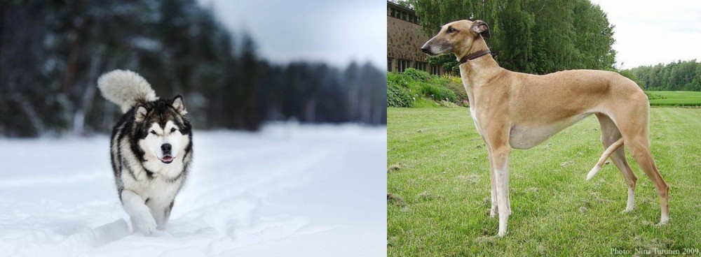 Hortaya Borzaya vs Siberian Husky - Breed Comparison