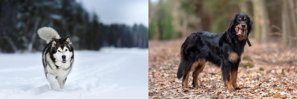 Hovawart vs Siberian Husky - Breed Comparison