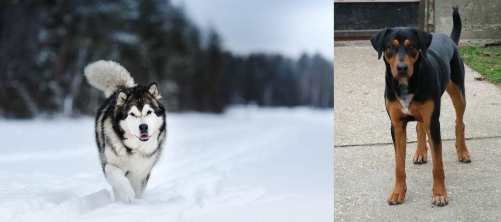 Hungarian Hound vs Siberian Husky - Breed Comparison