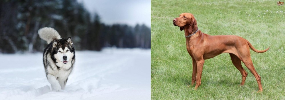 Hungarian Vizsla vs Siberian Husky - Breed Comparison