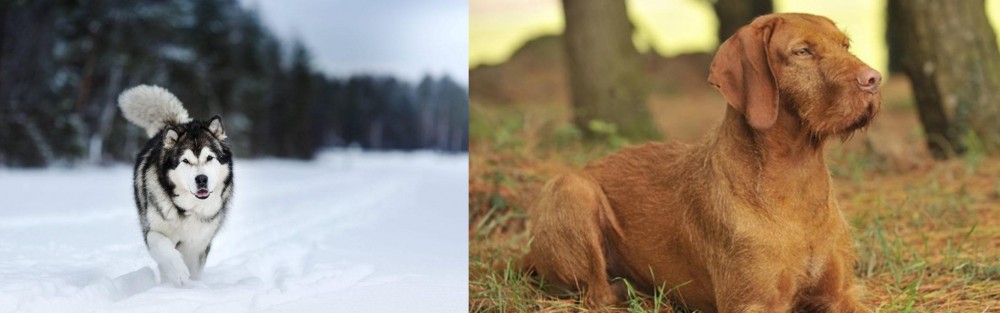 Hungarian Wirehaired Vizsla vs Siberian Husky - Breed Comparison