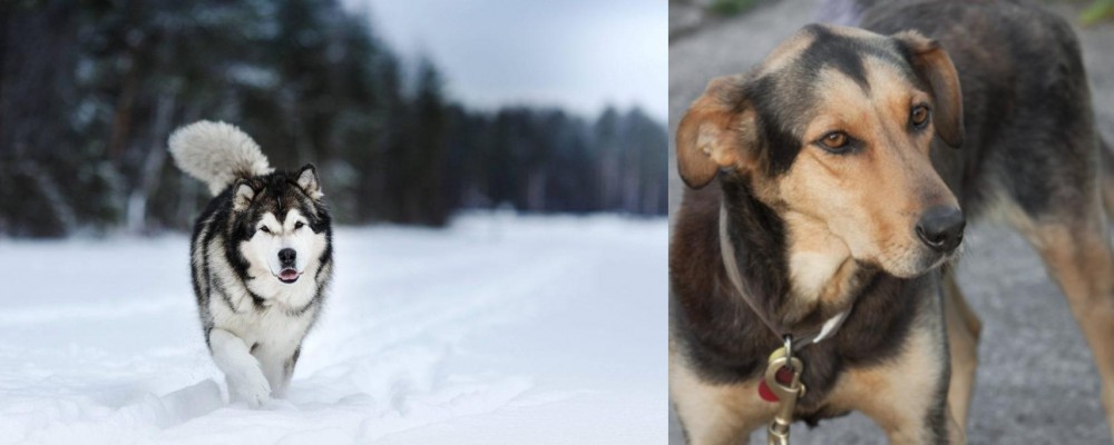 Huntaway vs Siberian Husky - Breed Comparison