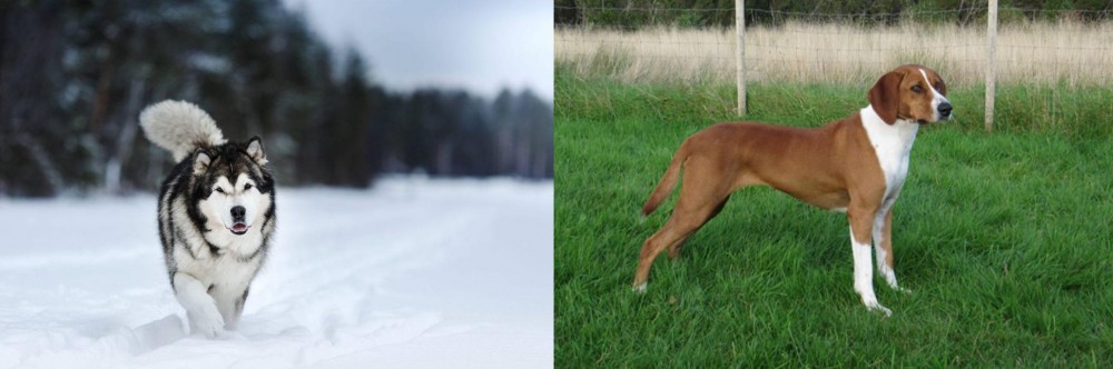 Hygenhund vs Siberian Husky - Breed Comparison