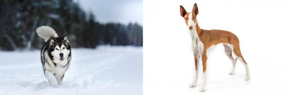 Ibizan Hound vs Siberian Husky - Breed Comparison