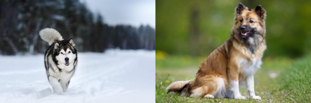 Icelandic Sheepdog vs Siberian Husky - Breed Comparison