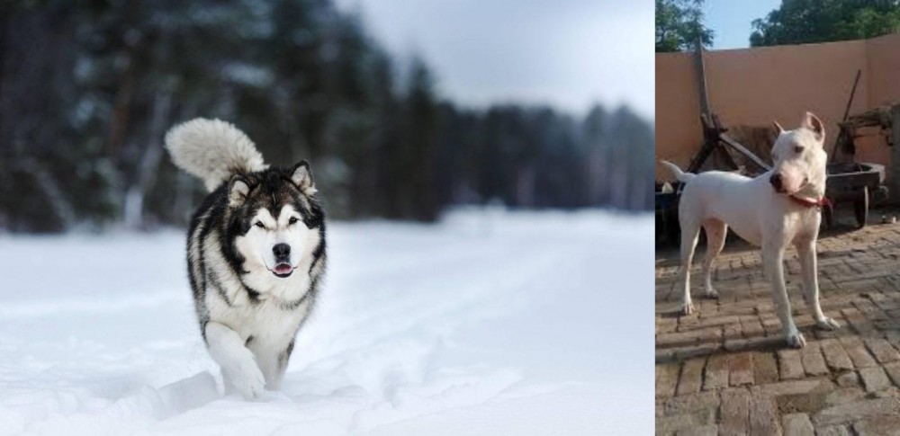 Indian Bull Terrier vs Siberian Husky - Breed Comparison