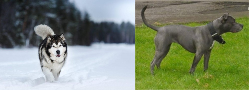 Irish Bull Terrier vs Siberian Husky - Breed Comparison