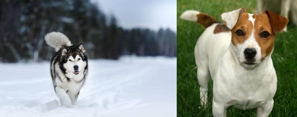 Irish Jack Russell vs Siberian Husky - Breed Comparison