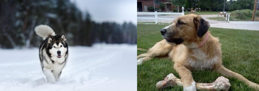 Irish Mastiff Hound vs Siberian Husky - Breed Comparison