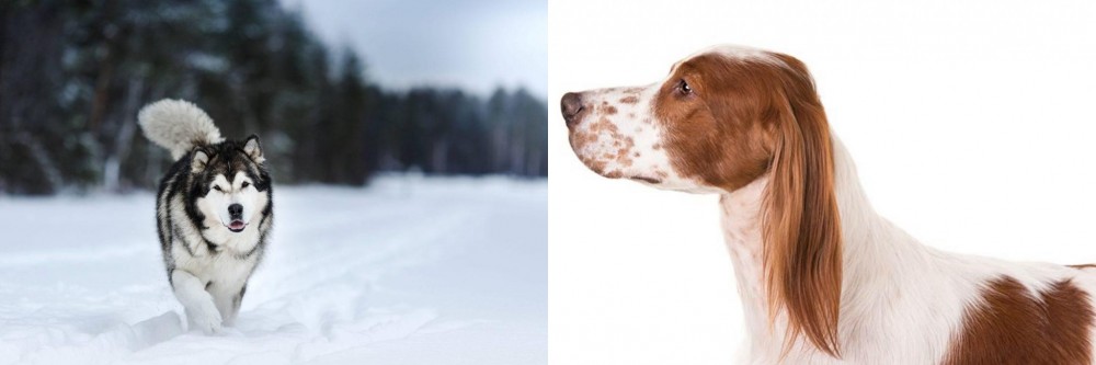 Irish Red and White Setter vs Siberian Husky - Breed Comparison