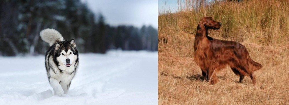 Irish Setter vs Siberian Husky - Breed Comparison