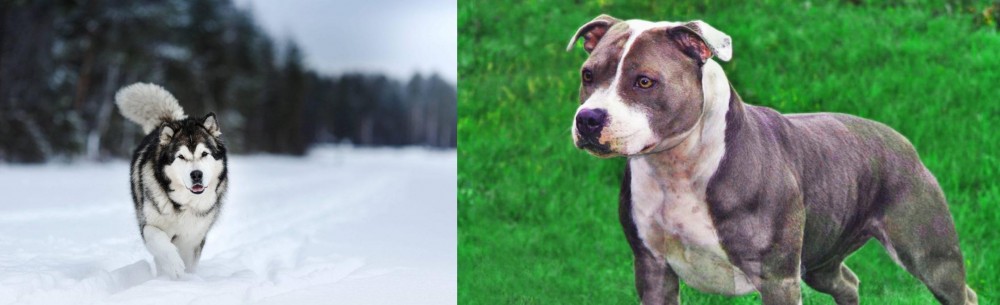 Irish Staffordshire Bull Terrier vs Siberian Husky - Breed Comparison