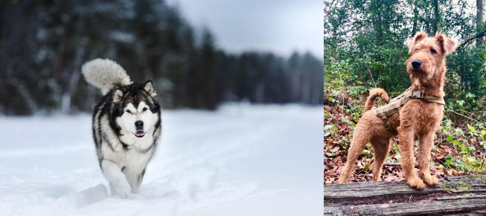 Irish Terrier vs Siberian Husky - Breed Comparison