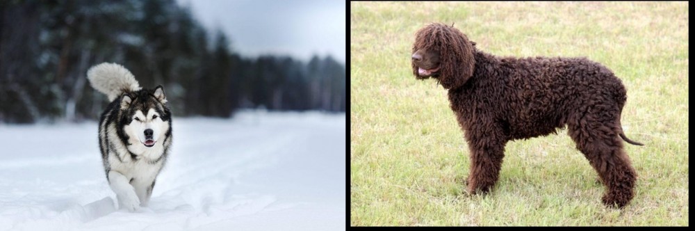 Irish Water Spaniel vs Siberian Husky - Breed Comparison