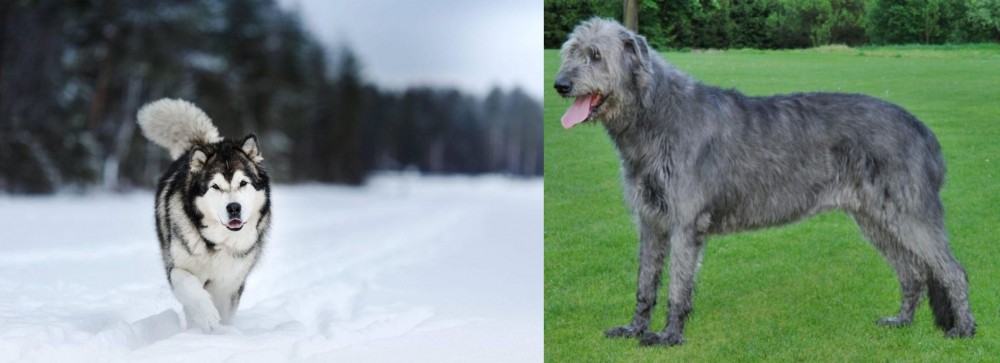 Irish Wolfhound vs Siberian Husky - Breed Comparison