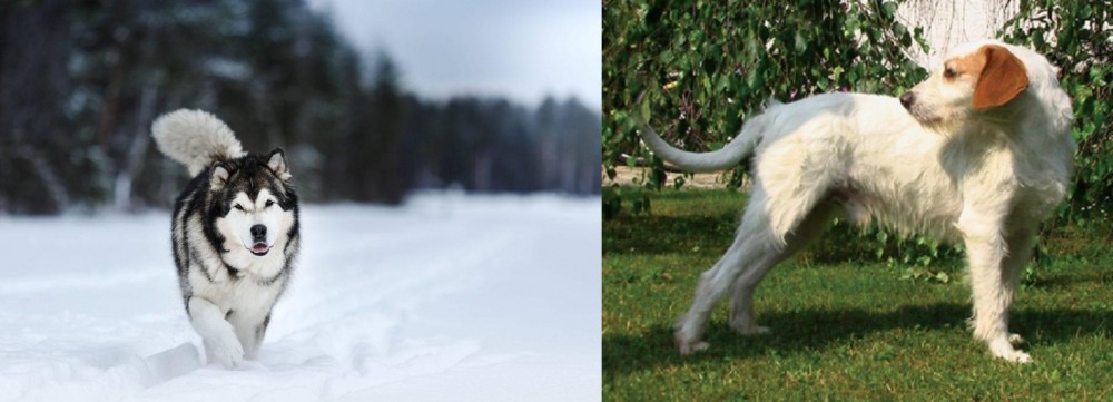 Istarski Ostrodlaki Gonic vs Siberian Husky - Breed Comparison