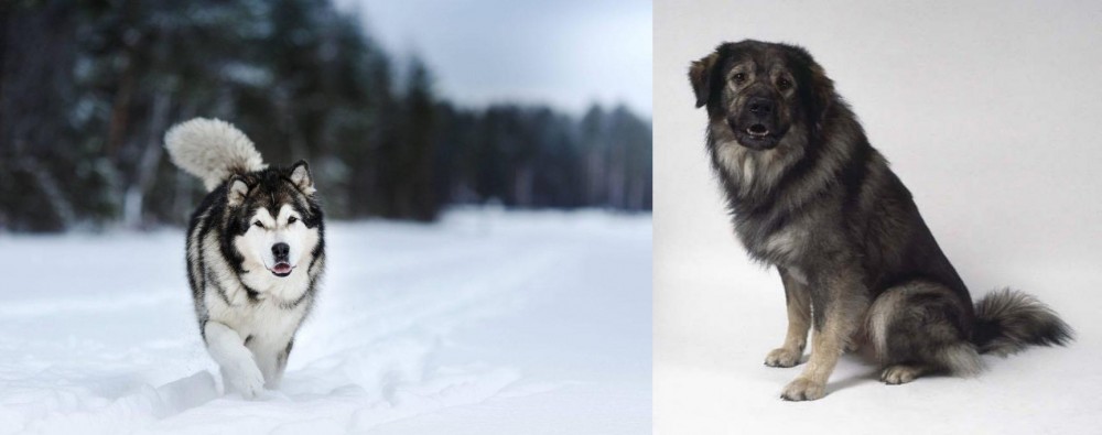 Istrian Sheepdog vs Siberian Husky - Breed Comparison