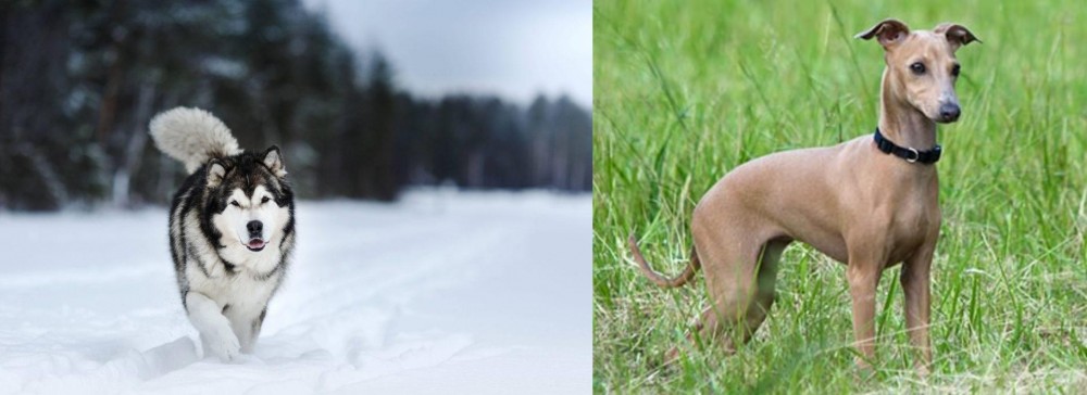 Italian Greyhound vs Siberian Husky - Breed Comparison