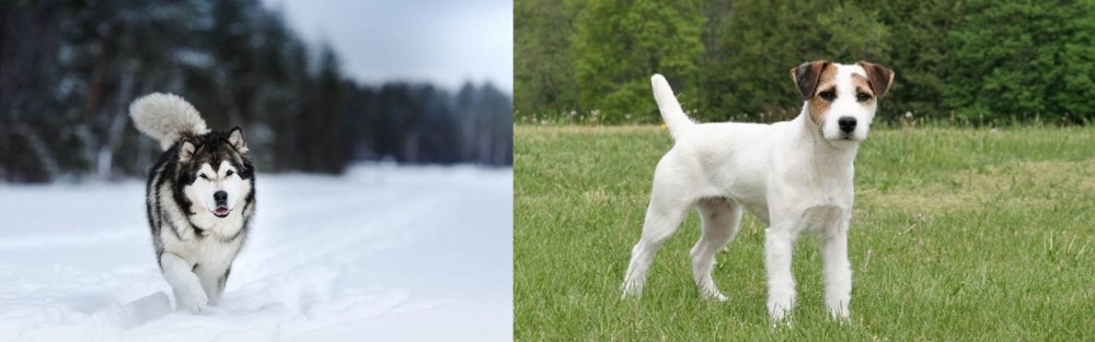 Jack Russell Terrier vs Siberian Husky - Breed Comparison