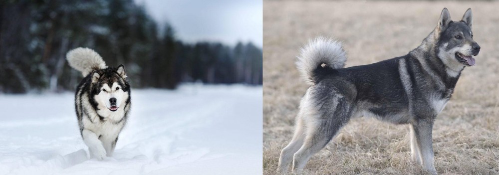 Jamthund vs Siberian Husky - Breed Comparison